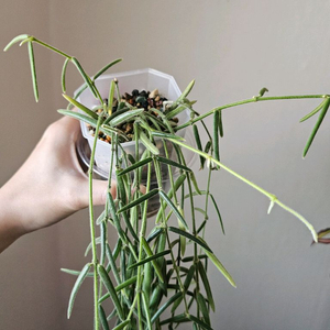 호야 리네아리스