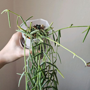 호야 리네아리스