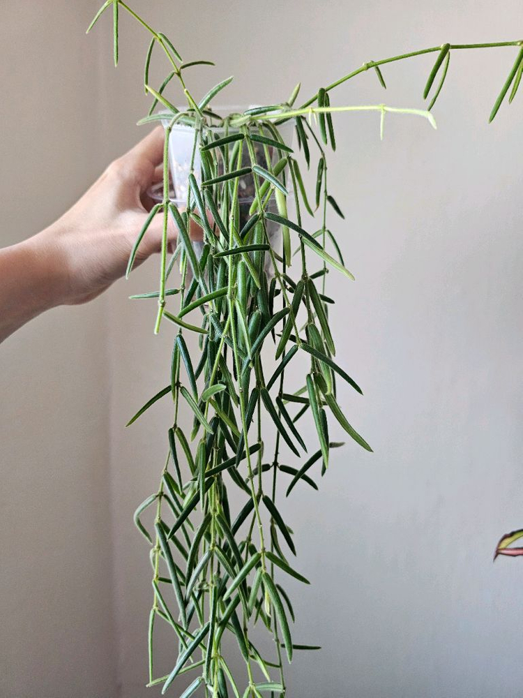 호야 리네아리스--1