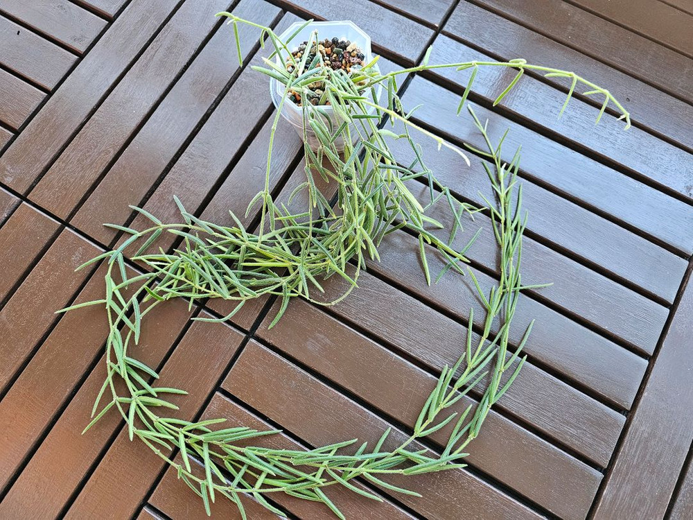 호야 리네아리스--2