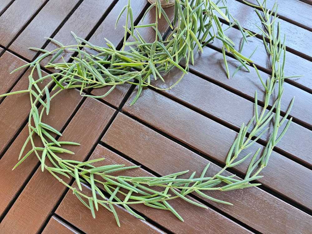 호야 리네아리스--3