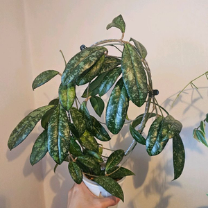 호야 크라쉬페티올라타