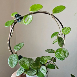 호야 마틸드 스플래쉬