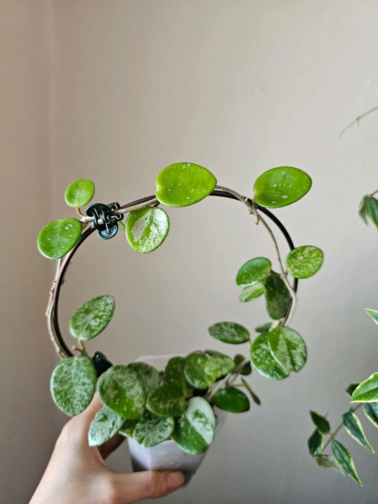 호야 마틸드 스플래쉬--2