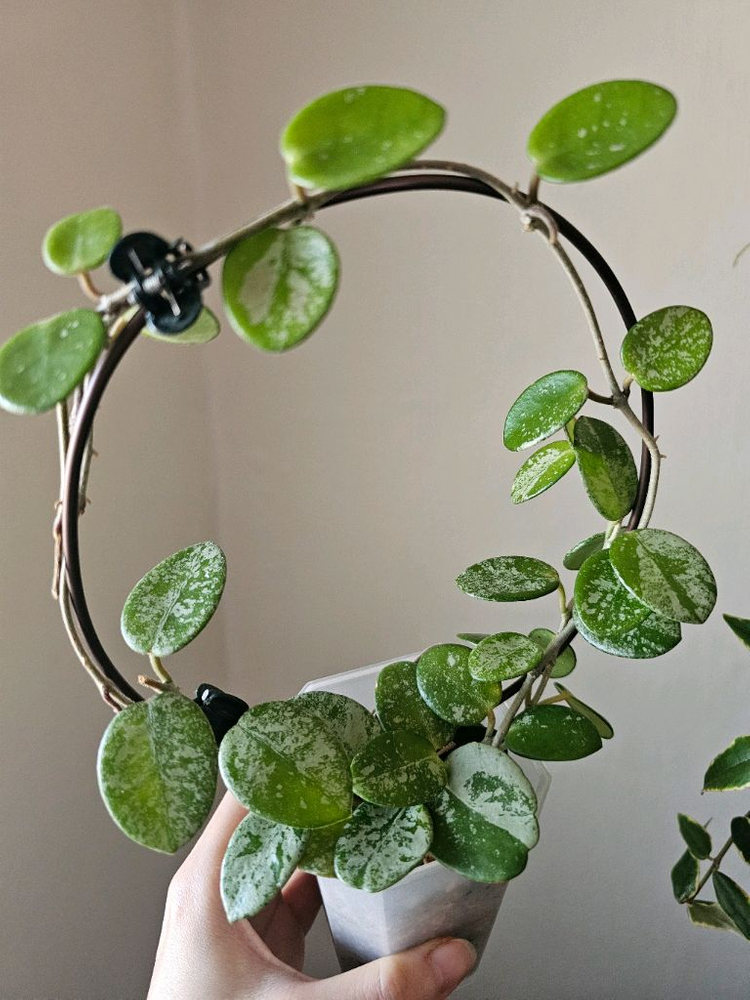 호야 마틸드 스플래쉬--5