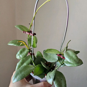 호야 민트코인 + 말리