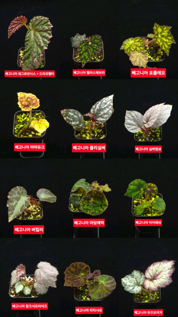 베고니아 포트당 5천원+ 비바리움 테라리움 정글플랜츠--1