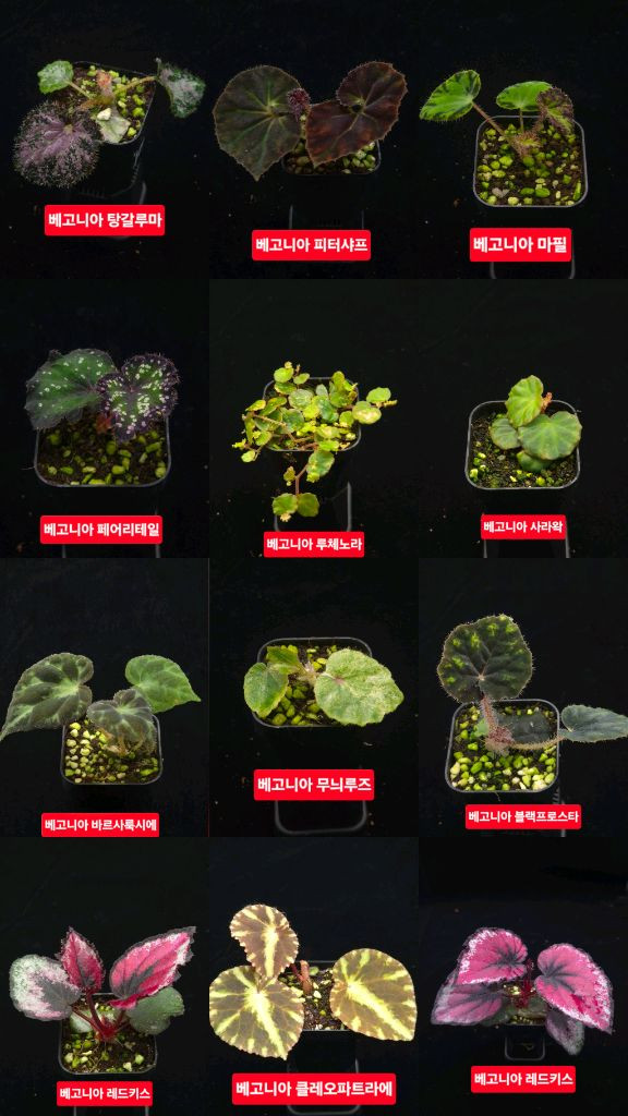 베고니아 포트당 5천원+ 비바리움 테라리움 정글플랜츠--2