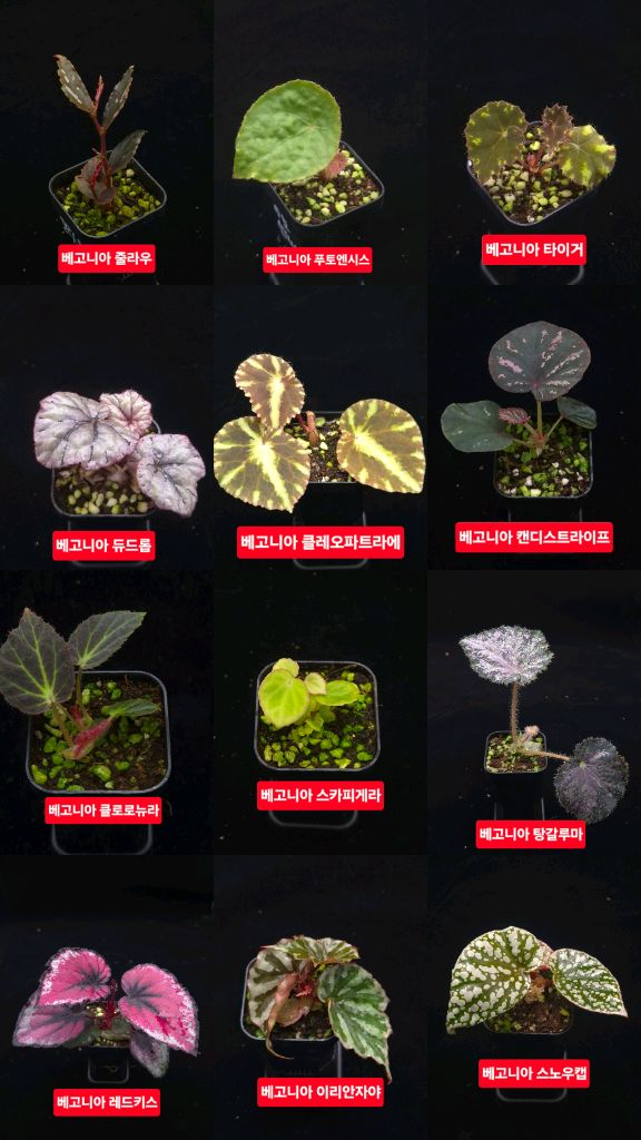 베고니아 포트당 5천원+ 비바리움 테라리움 정글플랜츠--3