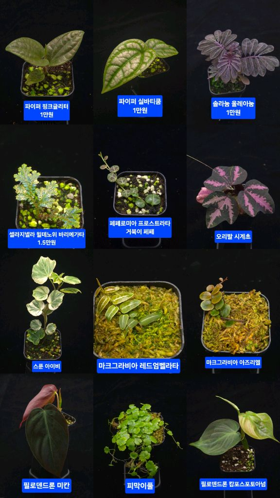 베고니아 포트당 5천원+ 비바리움 테라리움 정글플랜츠--4