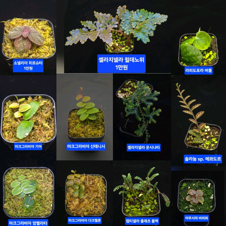 베고니아 포트당 5천원+ 비바리움 테라리움 정글플랜츠--5