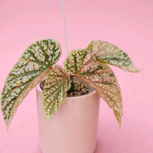 베고니아 스노우캡 핑크 바리에가타<알로 안스x>