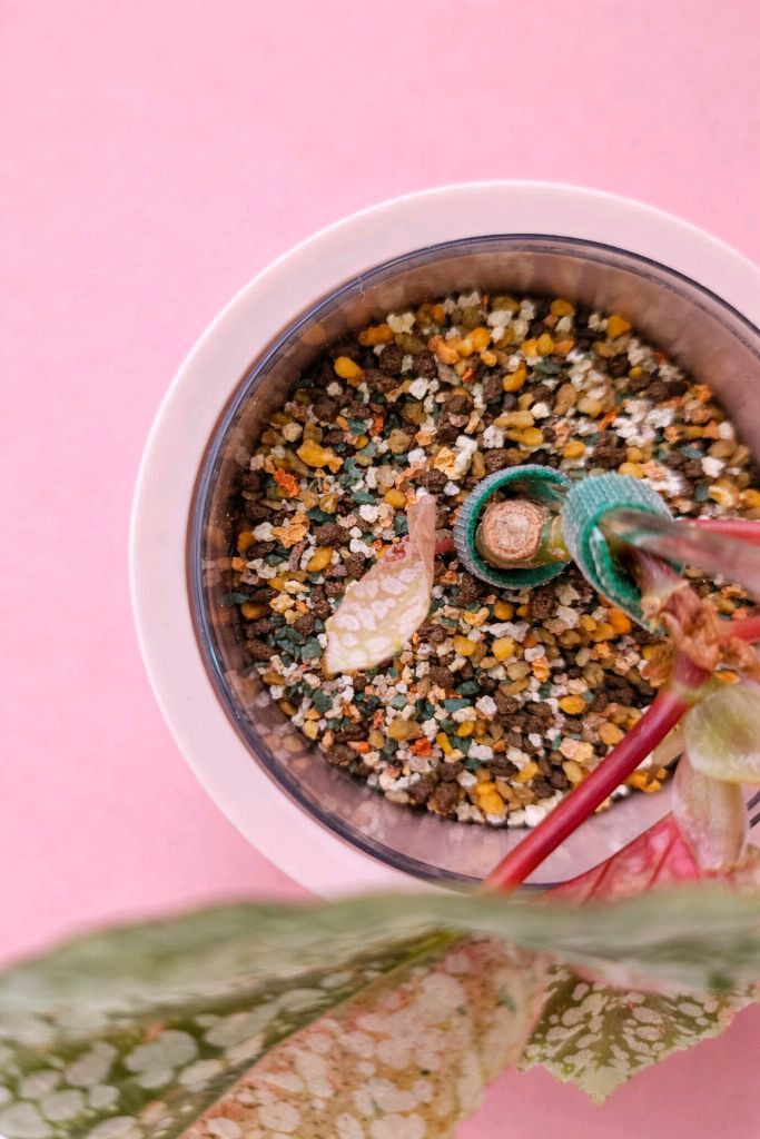 베고니아 스노우캡 핑크 바리에가타<알로 안스x>--2