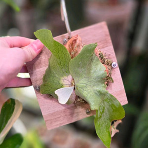 박쥐란 칸쿨레이