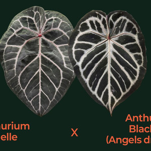 안스리움 미쉘 x 엔젤스드림 (블랙페이스) 시들링