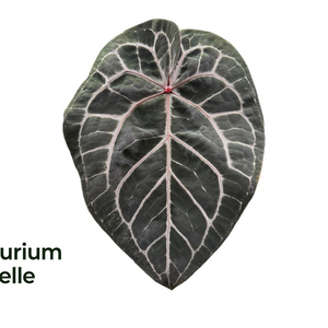 안스리움 미쉘 셀프 시들링