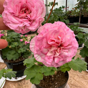 제라늄 디아즈 레이나