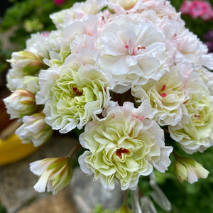 러시아제라늄 iv 안나 마리아 가스웨이트