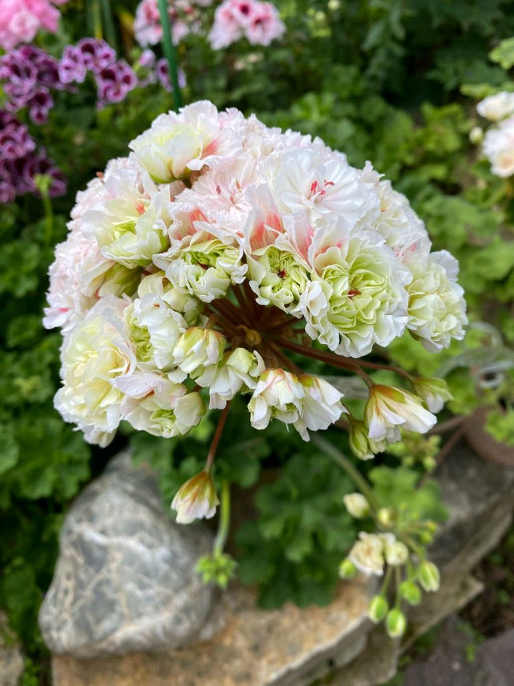 러시아제라늄 iv 안나 마리아 가스웨이트--1