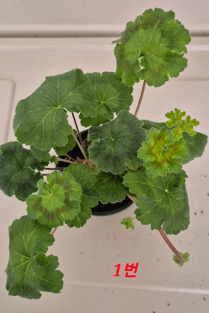 러시아제라늄 iv 안나 마리아 가스웨이트--3