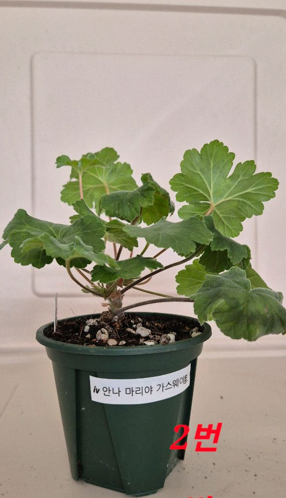 러시아제라늄 iv 안나 마리아 가스웨이트--4