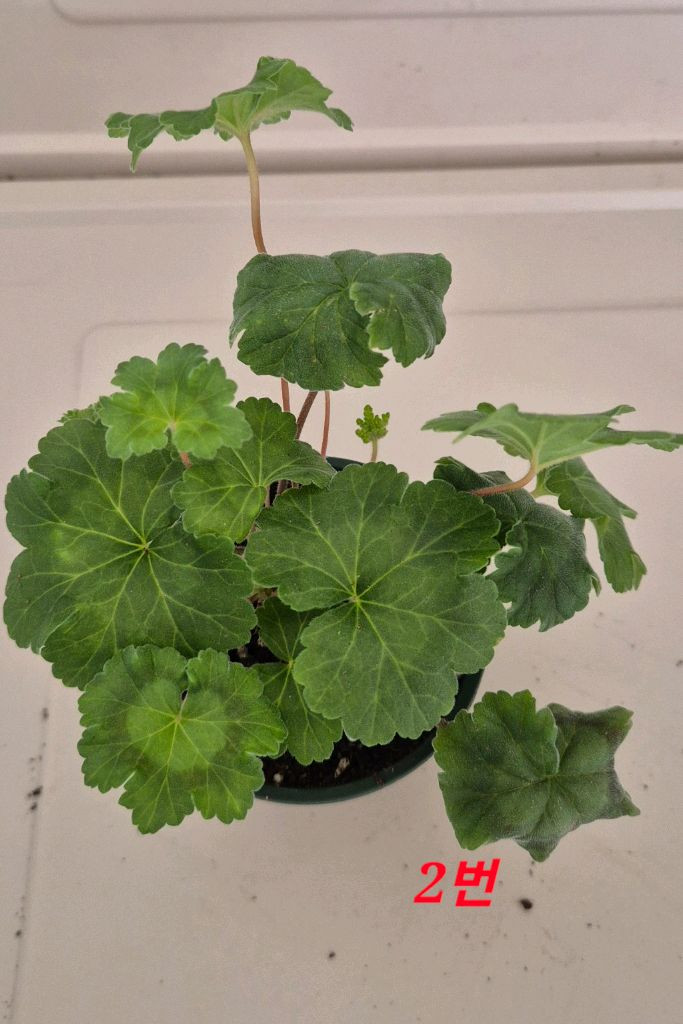 러시아제라늄 iv 안나 마리아 가스웨이트--5