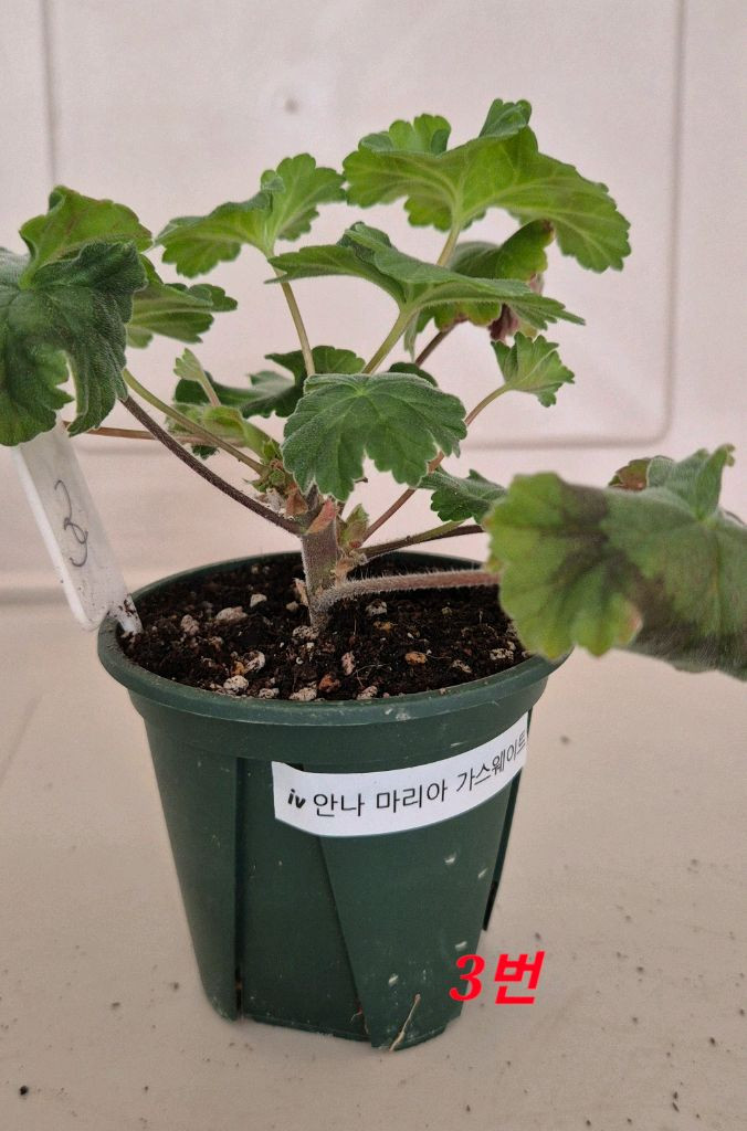 러시아제라늄 iv 안나 마리아 가스웨이트--6