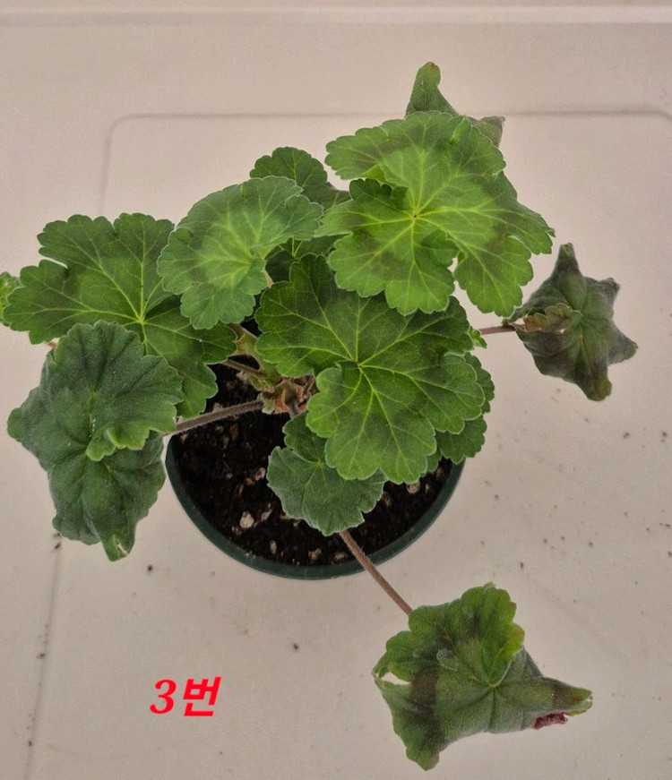 러시아제라늄 iv 안나 마리아 가스웨이트--7