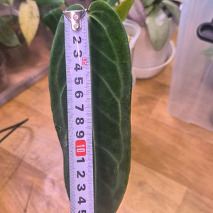 안스리움 와로쿠다크폼