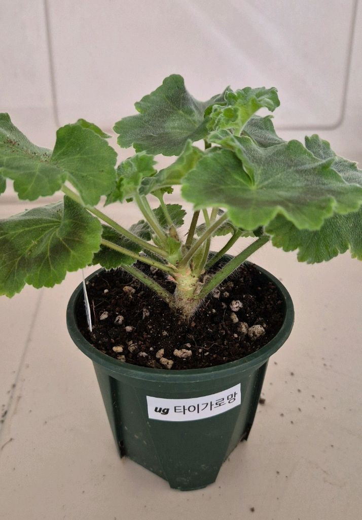 러시아제라늄 신상 ug 타이가 로망--1