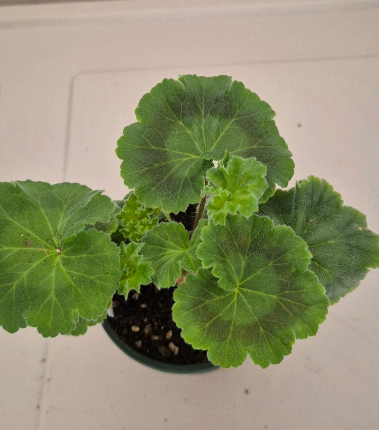 러시아제라늄 신상 ug 타이가 로망--2