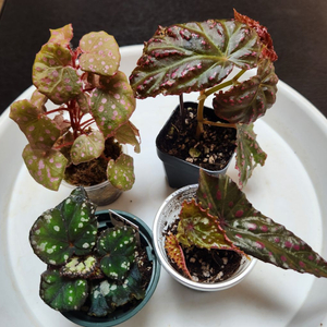 사이즈좋은베고니아4종))핑크3종+돌체비타