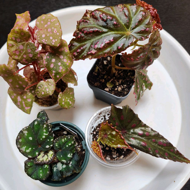 사이즈좋은베고니아4종))핑크3종+돌체비타--1