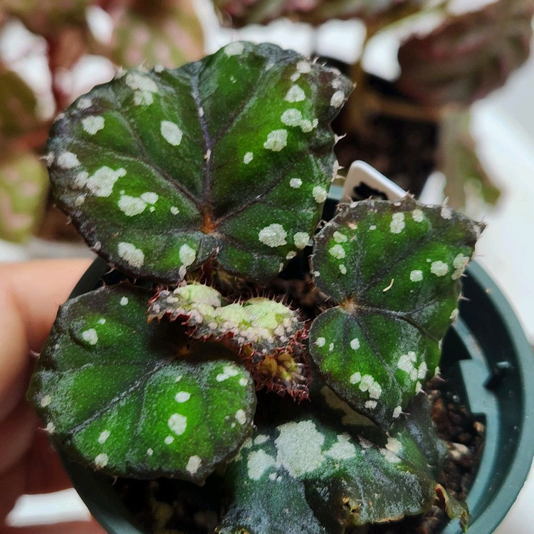 사이즈좋은베고니아4종))핑크3종+돌체비타--2