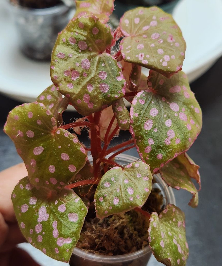 사이즈좋은베고니아4종))핑크3종+돌체비타--4