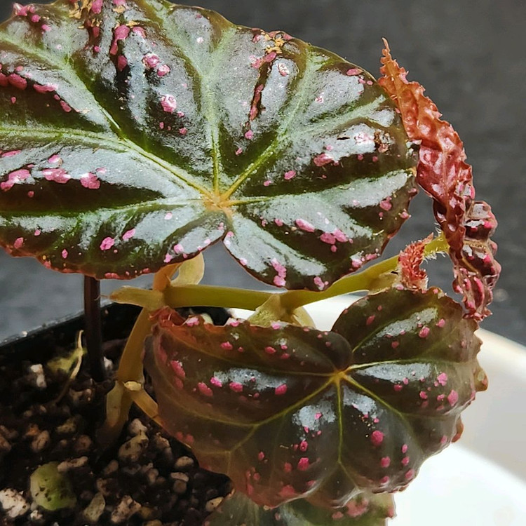 사이즈좋은베고니아4종))핑크3종+돌체비타--5