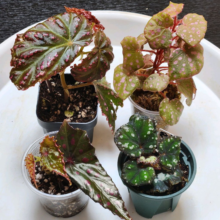 사이즈좋은베고니아4종))핑크3종+돌체비타--6