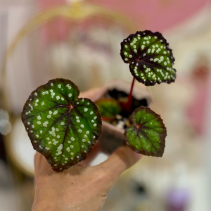 베고니아 페어리테일