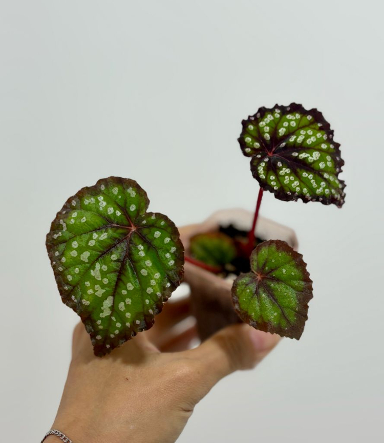 베고니아 페어리테일--1