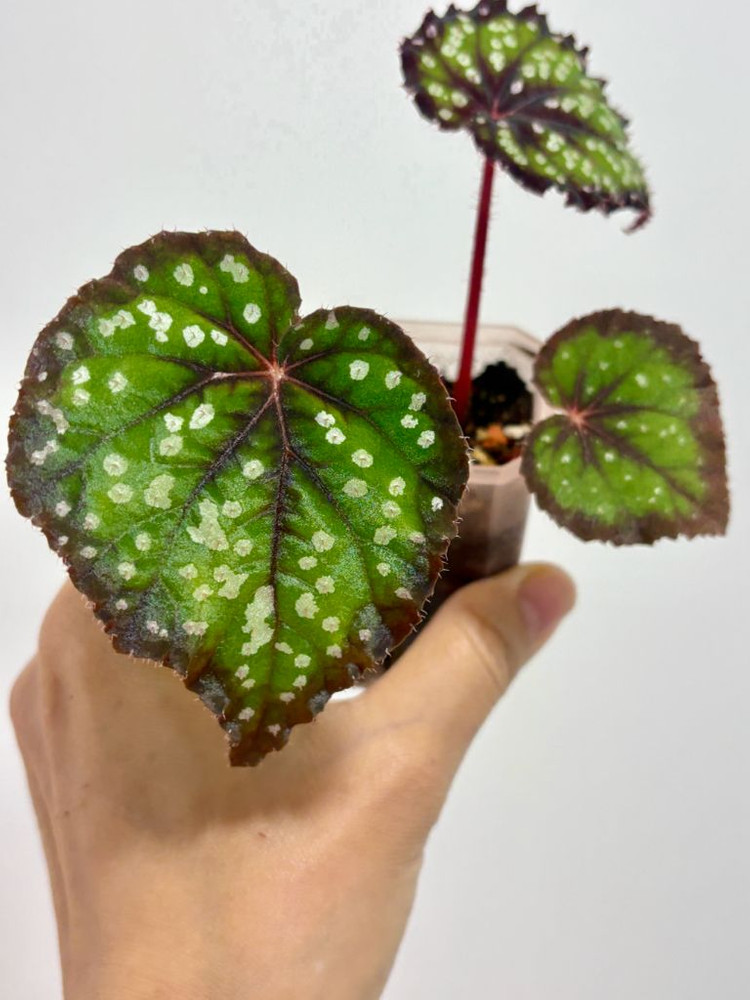 베고니아 페어리테일--2