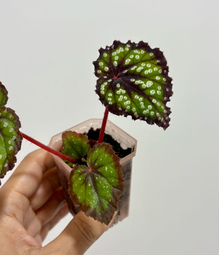 베고니아 페어리테일--3