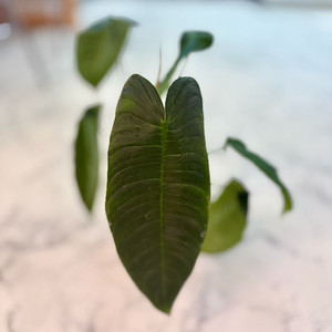 필로덴두론 샤로니에