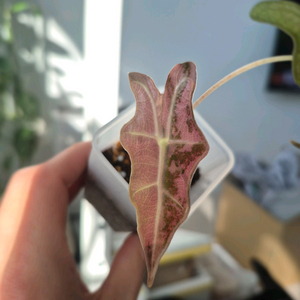 알로카시아 노빌리스 핑크 바리에가타