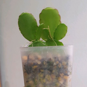 원종 게발선인장 화이트