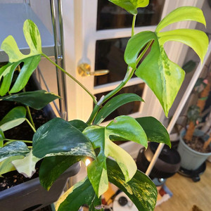 옐로우 히메 몬스테라 2팟