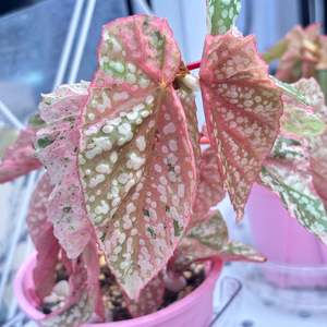 식물 예약구매~~~