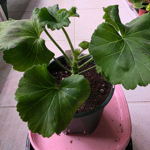 제라늄 에릭 레이브파티 분양