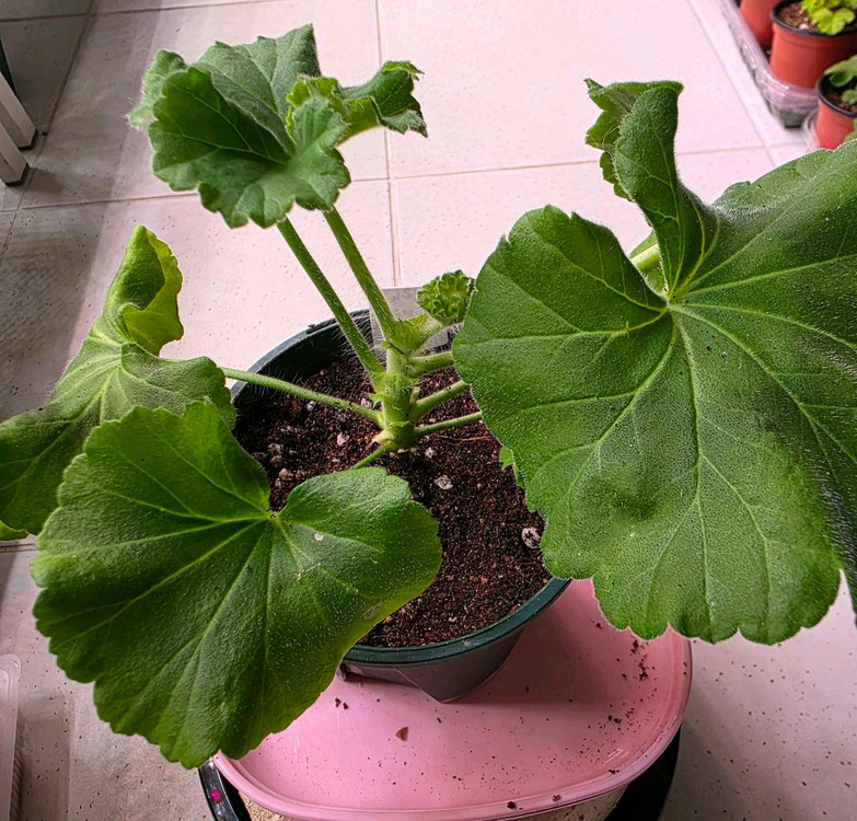 제라늄 에릭 레이브파티 분양--1