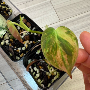 필로덴드론 핑크 미칸 바리에가타