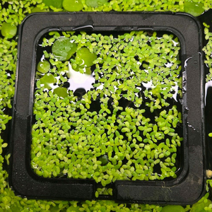 개구리밥+ 가두리 이미지